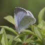 holly blue